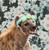 Im-just-a-hyena's avatar
