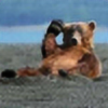 ima-bear's avatar