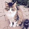 inci-kitty's avatar