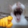 InconitoCat's avatar