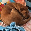 Indigo-Dog's avatar