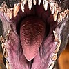 Indoraptor11's avatar