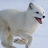 IndyJohnston35557's avatar