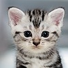 Insaesa81's avatar
