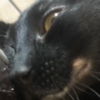 IntraVen0Uzs's avatar