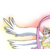 IpadDesign2016's avatar