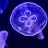 Isle-Of-Jellyfish's avatar