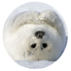 IvanHolodov's avatar