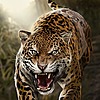 jaguar9501's avatar