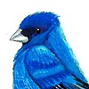 Japanese-Hybrid's avatar
