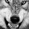 Jareththewolf's avatar