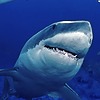 Jaws1996's avatar