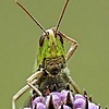 jaybugjimmies's avatar