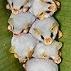 JellyGuineaPigz's avatar