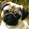 JigglyPugs's avatar
