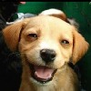 JoaoSagara's avatar