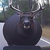 JRaven616's avatar