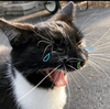 JustaForestcrow's avatar