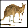 kangarooplz's avatar