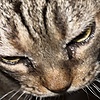 kappyhitty's avatar