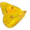 kartanesi23's avatar