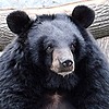 Kayju-bear-no1's avatar