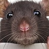 kcmrat's avatar