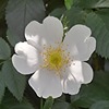 kdora83's avatar