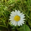 Kerebu's avatar