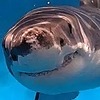 ketos10's avatar