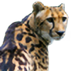 kingcheetahplz's avatar