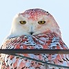 KingPedle's avatar