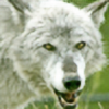 Kippenwolf's avatar