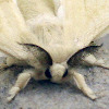 Kissiapeia's avatar
