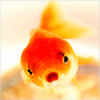 KissyFishy's avatar