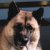 Kitsipawn's avatar