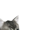 Kitten1plz's avatar