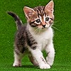 KittenBoy1998's avatar