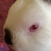 KittenRazzly's avatar