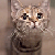 kittieluver55's avatar