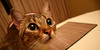 kitty-loverz's avatar