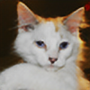 Kitty111288's avatar
