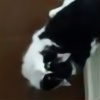 kittycat359's avatar