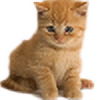 kittycat503's avatar