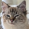 kittycattak's avatar