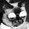 Kittycatwild9's avatar