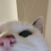 kittykatkays's avatar