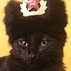 Kittynum's avatar
