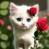 kittyrose1's avatar