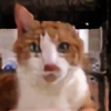 kittyteaser's avatar